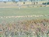 Sheep in Paddock